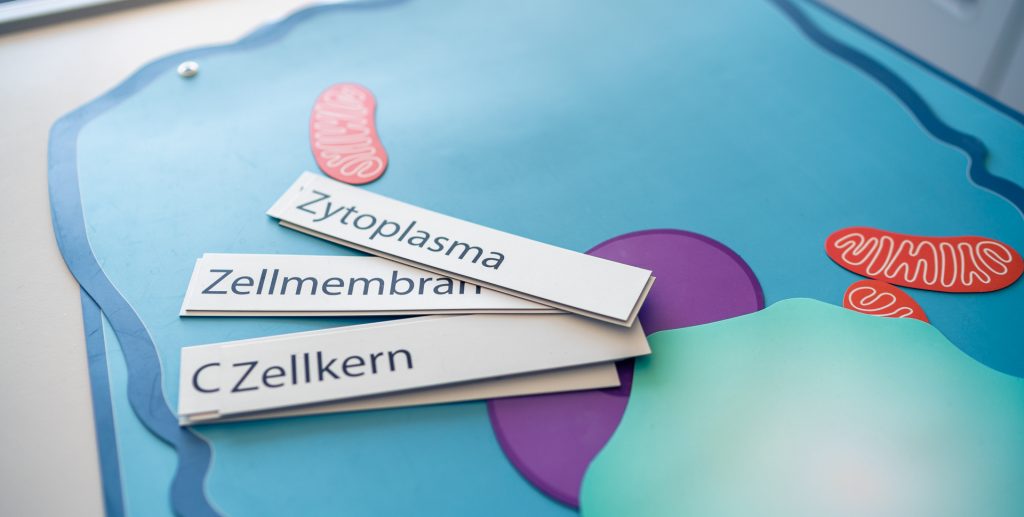 Begriffe aus dem MINT-Fach Biologie